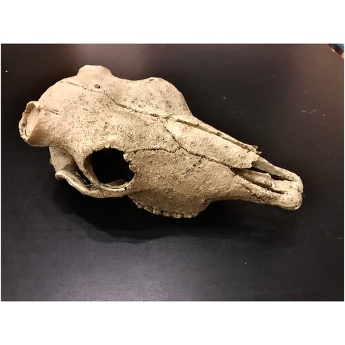 Декор череп буйвола NOMOYPET NS74 22*8.5*13 см, для террариума и аквариума