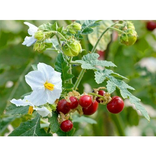 Личи томат - Паслен гулявниколистный (лат. Solanum sisymbriifolium) семена 10шт + подарочек