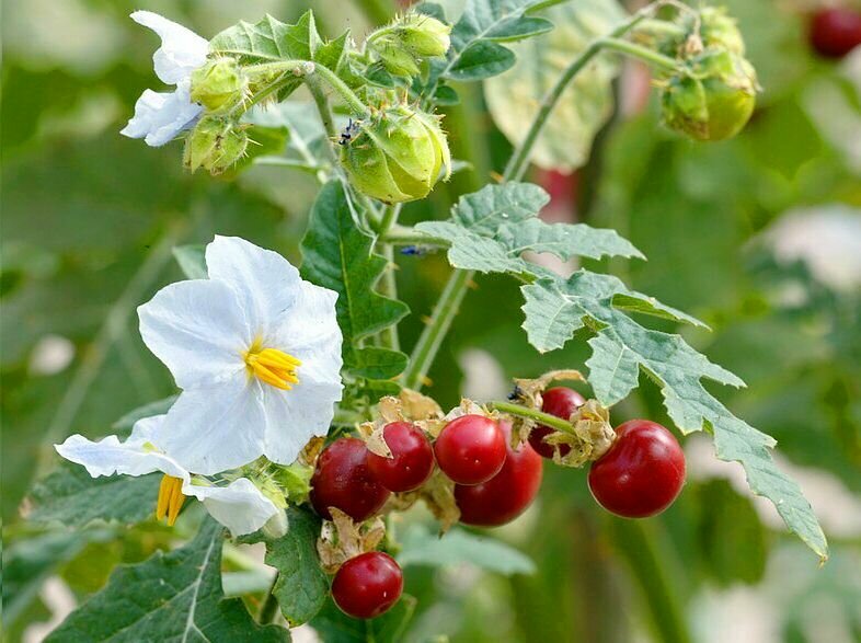 Личи томат - Паслен гулявниколистный (лат. Solanum sisymbriifolium) семена 10шт + подарочек