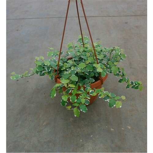 Растение Фикус Пумила 40 см