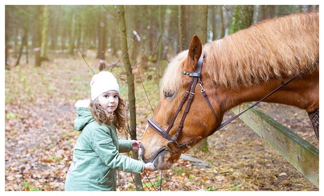 Сертификат в подарочной упаковке Экскурсия в мир лошадей и мастер-класс для 2 взрослых и 1 ребенка (Московская область)