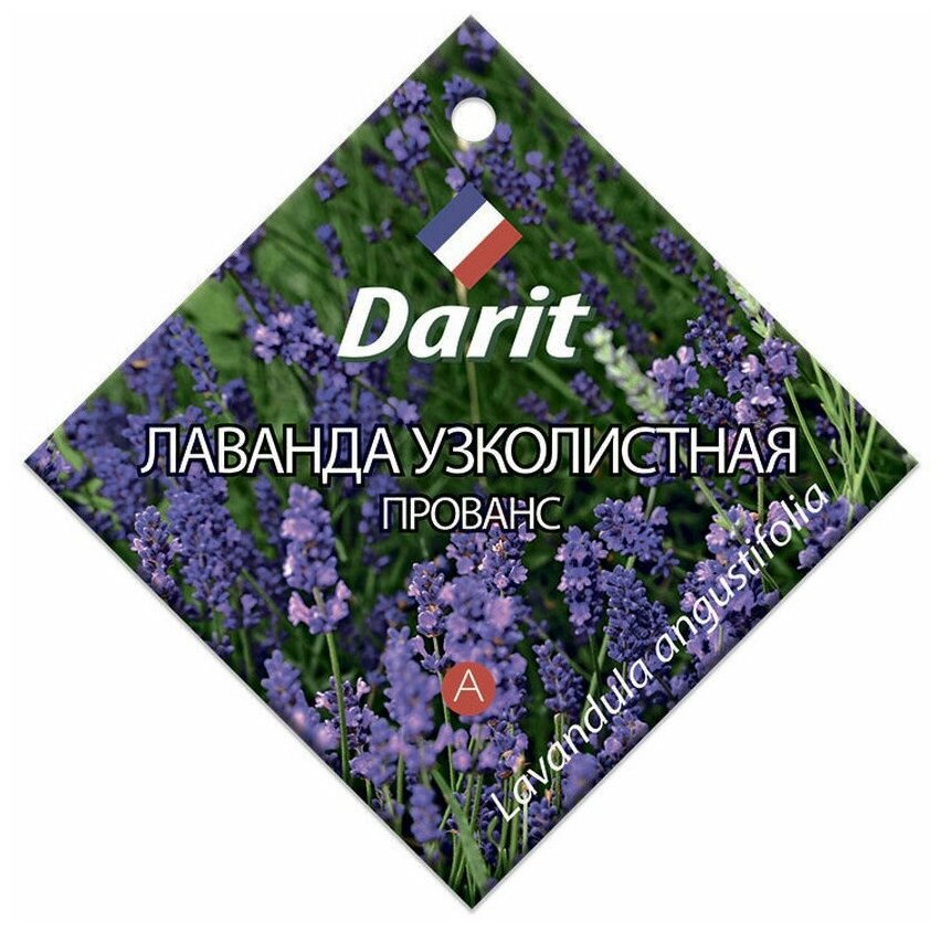 Семена Darit Лаванда узколистная Прованс 10 шт