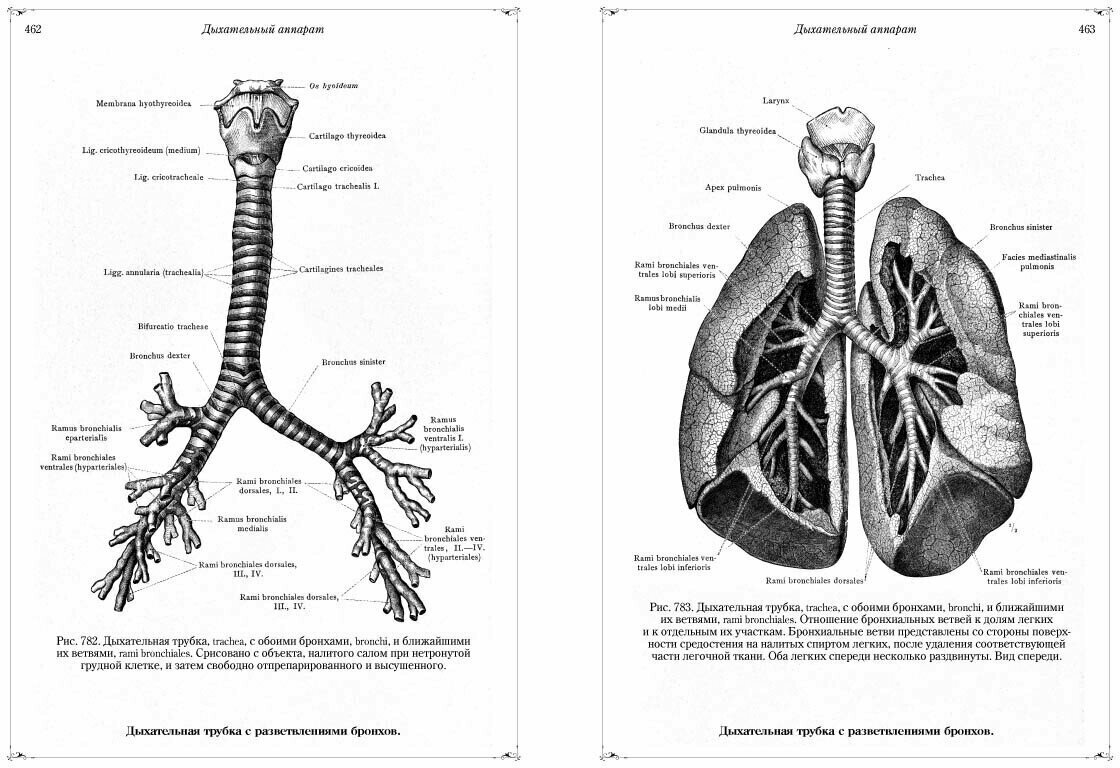 Анатомический атлас (Толдт Карл) - фото №3