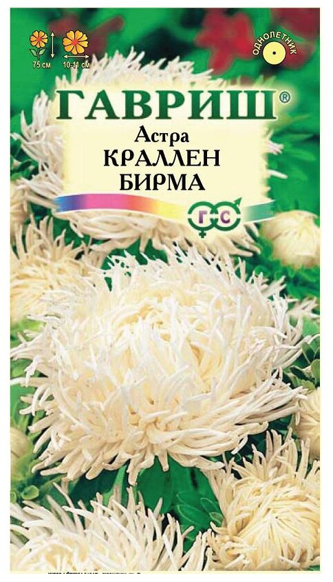 Семена Астра Краллен Бирма кремово круп 0,3г Одн 60см (Гавриш)