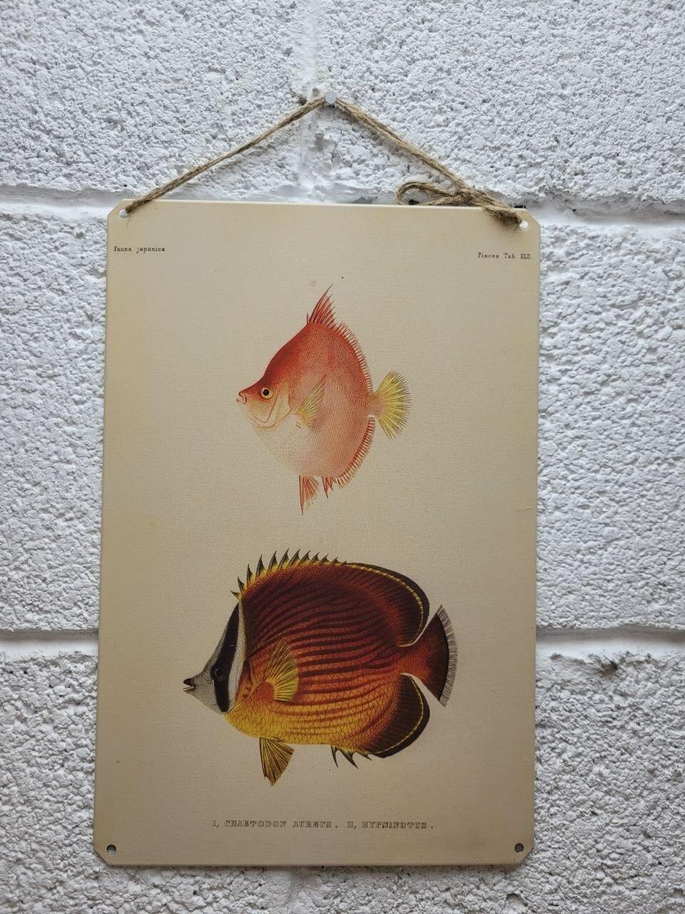 Трёхполосая рыба-бабочка постер 20 на 30 см, шнур-подвес в подарок