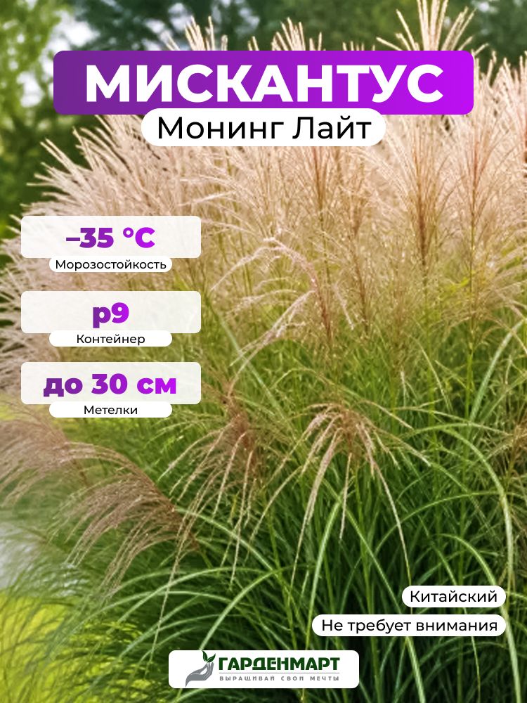 Саженец Мискантус китайский Монинг Лайт