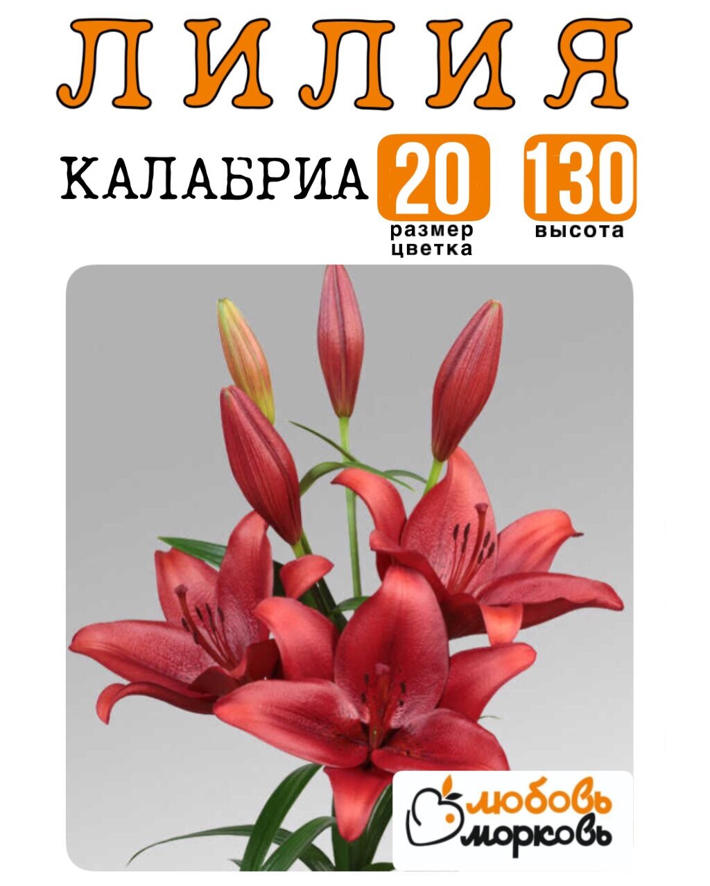 Лилия Луковица Калабриа ЛА-гибрид 1 шт