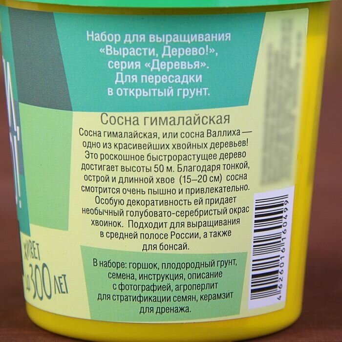 Набор для выращивания растений, Вырасти дерево! Сосна гималайская - фото №9