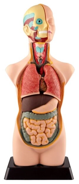 Набор Edu Toys Human Anatomy Model (MK050)