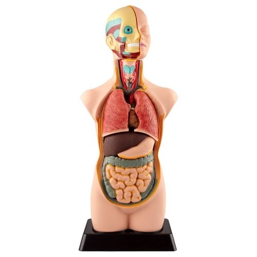 Набор Edu Toys Human Anatomy Model (MK050) 55cm human torso model assembled medical model human anatomy body bisexual anatomical model assembly science educational toys