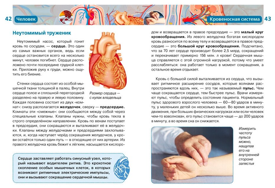 Человек. Детская энциклопедия РОСМЭН - фото №12