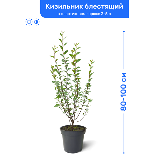 Кизильник блестящий 80-100 см в пластиковом горшке 3-5 л, саженец, лиственное живое растение