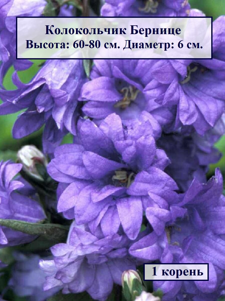 Лилейник Франс Холс (1 корень.)