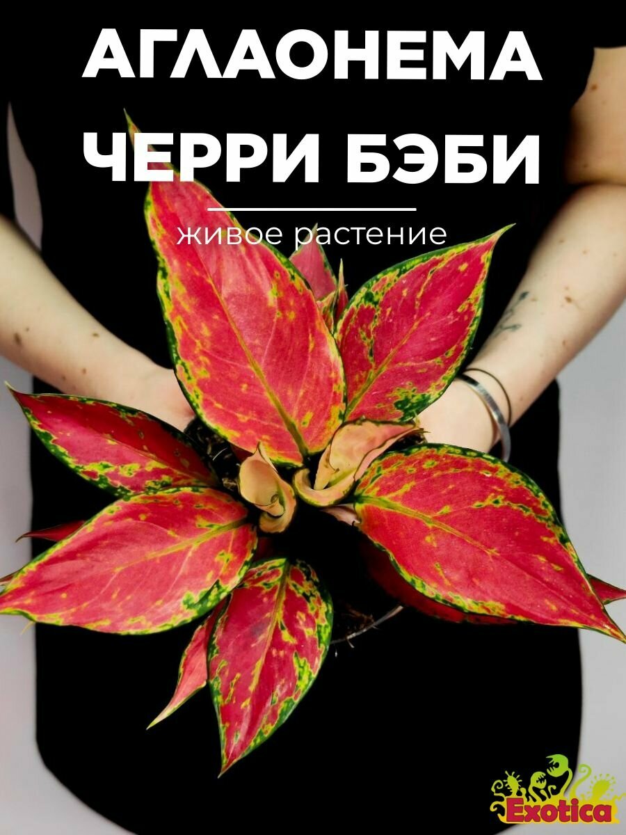 Аглаонема Черри Бэби (Aglaonema Cherry Baby) D12см живой цветок