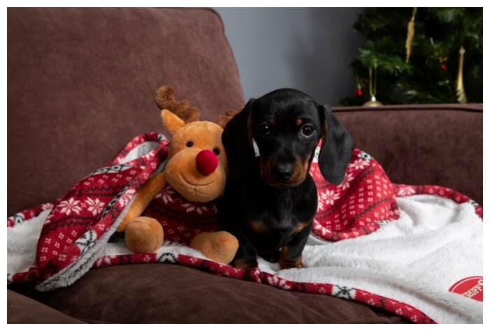 Одеяло для животных SCRUFFS с игрушкой, бело-красное, 110x72,5 (Великобритания) - фотография № 7