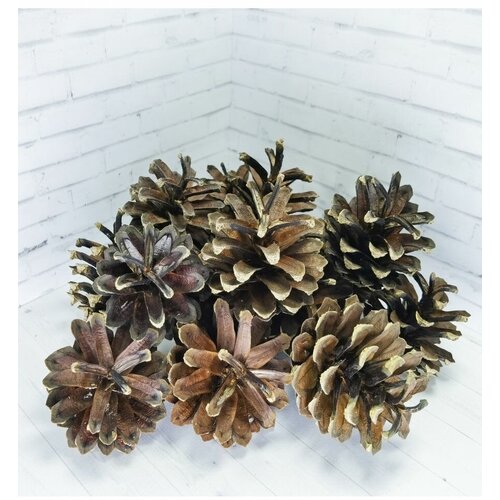 Сосновые шишки для поделок / для декора 30 шт