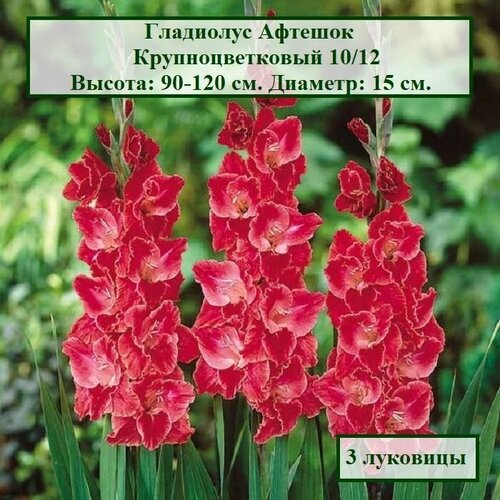 гладиолус питер пирс 3 луковицы holland bulbs голландия Гладиолус Афтешок (3 луковицы)