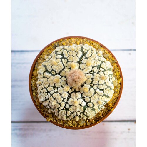 Коллекционный кактус Astrophytum Asterias 