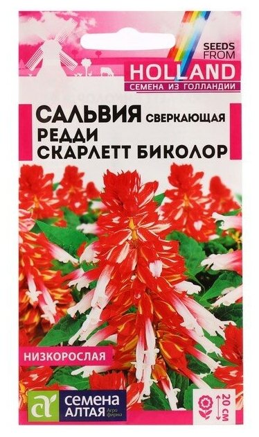 Семена цветов Сальвия 