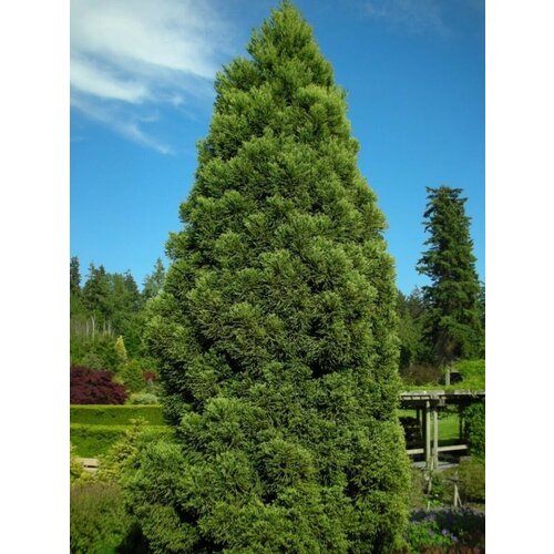 Семена Криптомерия японская (Cryptomeria japonica), 75 штук криптомерия японская разен