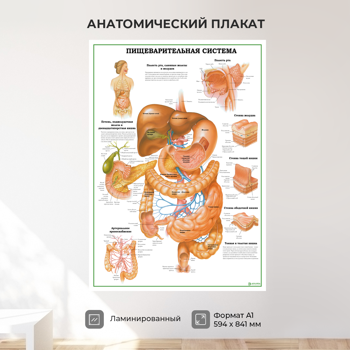 Пищеварительная система, плакат ламинированный А1