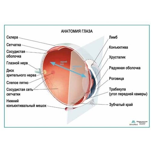 Анатомия глаза, плакат, глянцевая фотобумага от 200 г/кв. м, размер A1+
