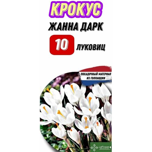 цветы крокусы Крокус Луковица, Жанна Дарк, 10шт