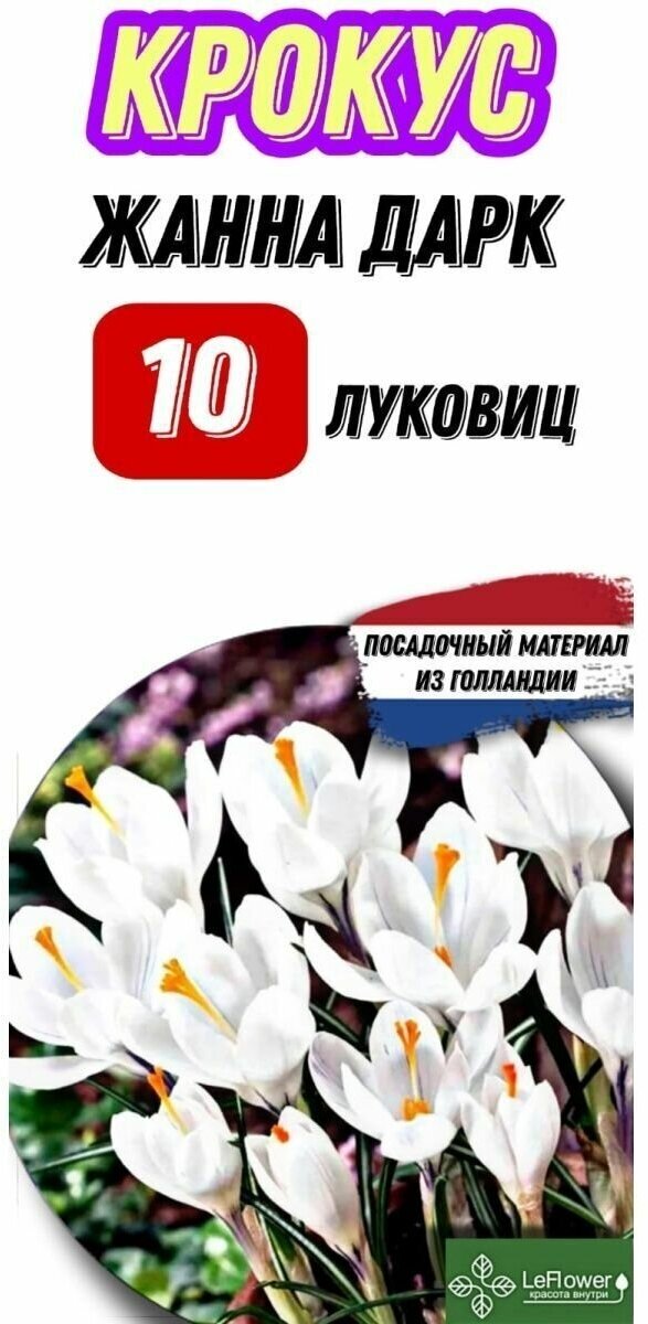 Крокус Луковица, Жанна Дарк, 10шт