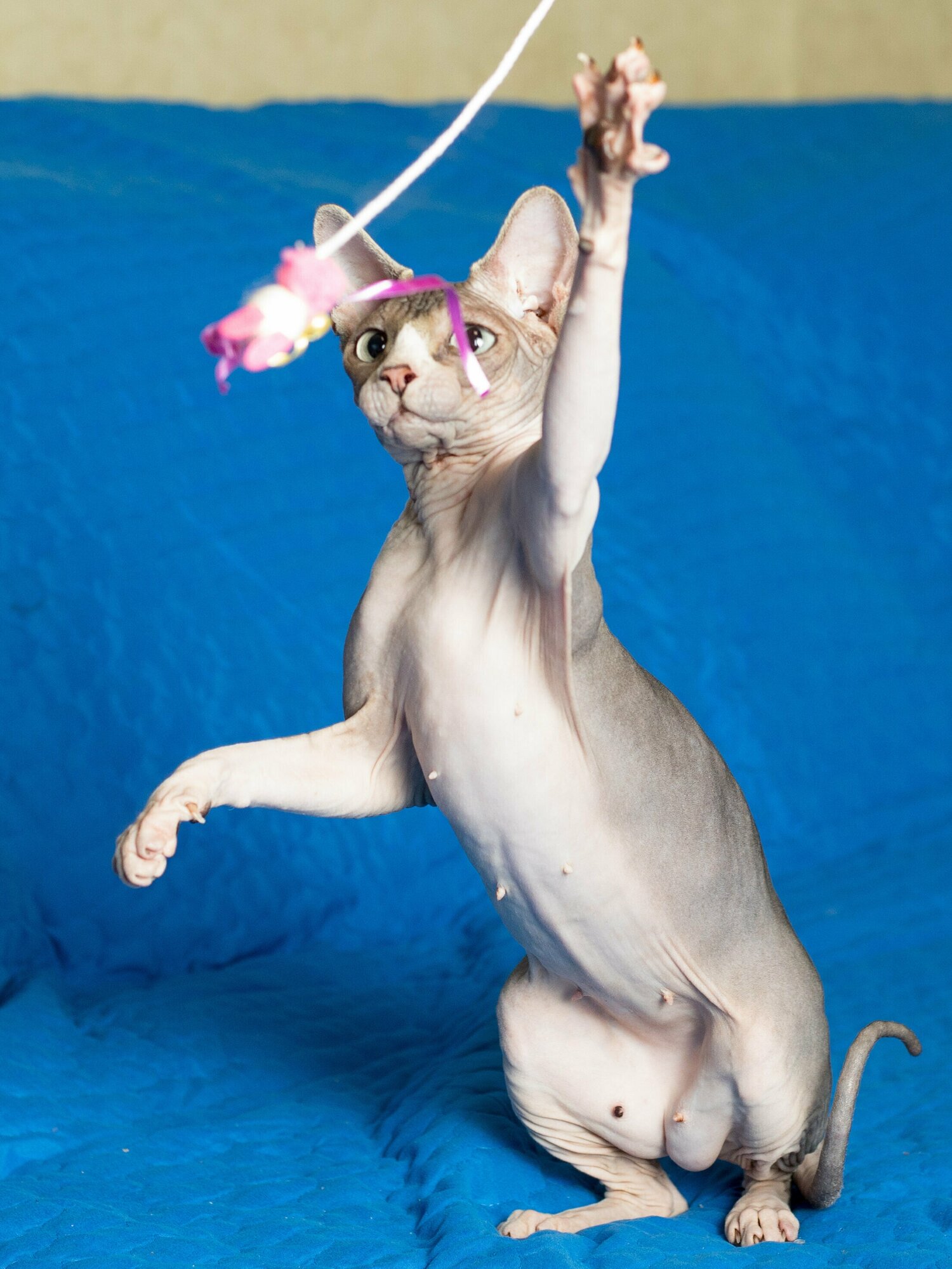 Игрушка для кошек Japan Premium Pet дразнилка из натурального кокона шелкопряда для возбуждения кошачьих инстинктов охотника к игре. В виде зайчика - фотография № 5