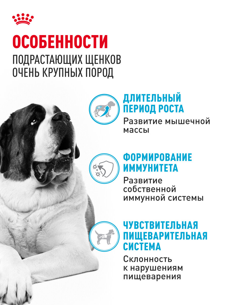 Корм сухой Royal Canin Giant Junior для щенков очень крупных пород в возрасте от 8 до 18/24 месяцев 15 кг — фото 1
