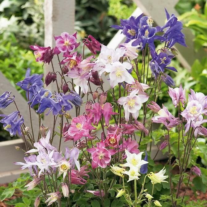Семена аквилегии гибридной "Бидермеер" от Поиск, многолетник — фото 1
