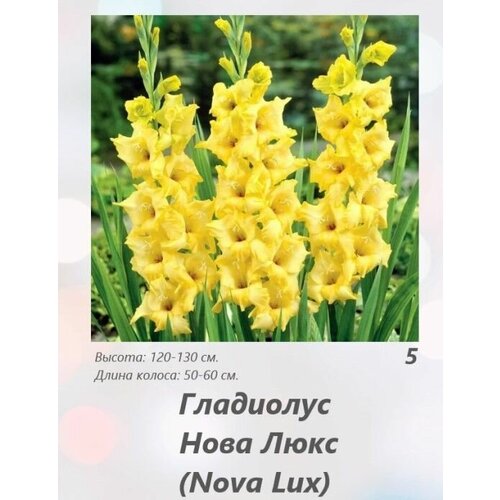 Гладиолус Нова Люкс 5 шт.