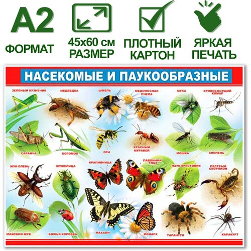 Обучающий плакат Насекомые и паукообразные, формат А2, 45х60 см, картон плакат насекомые 9785978008524