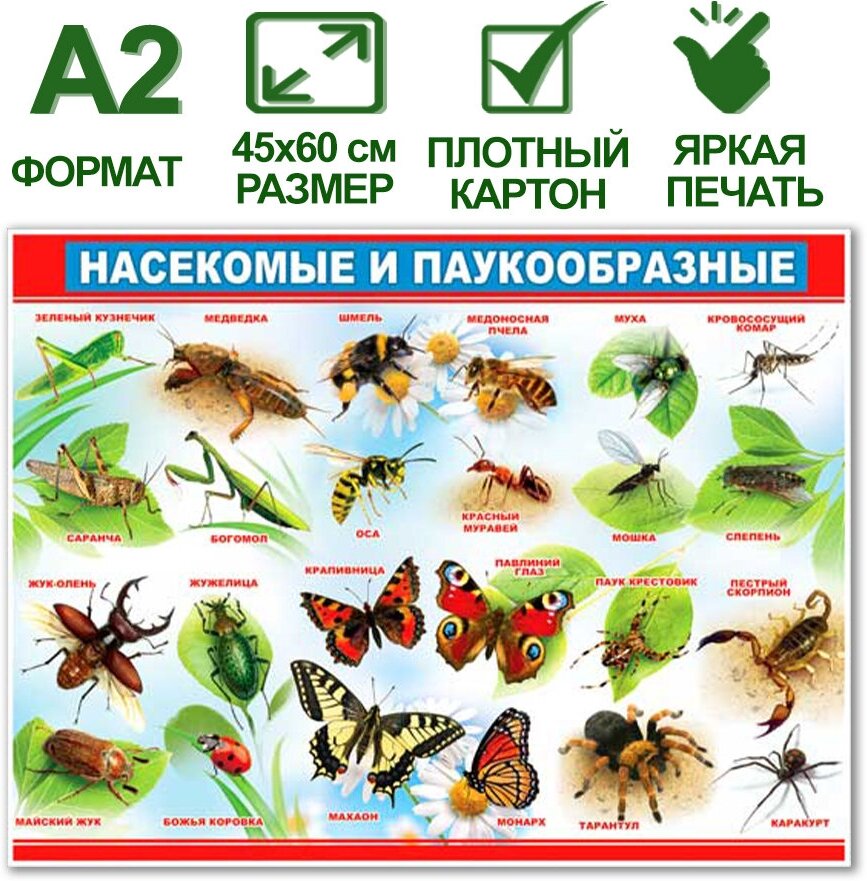 Обучающий плакат "Насекомые и паукообразные", формат А2, 45х60 см, картон
