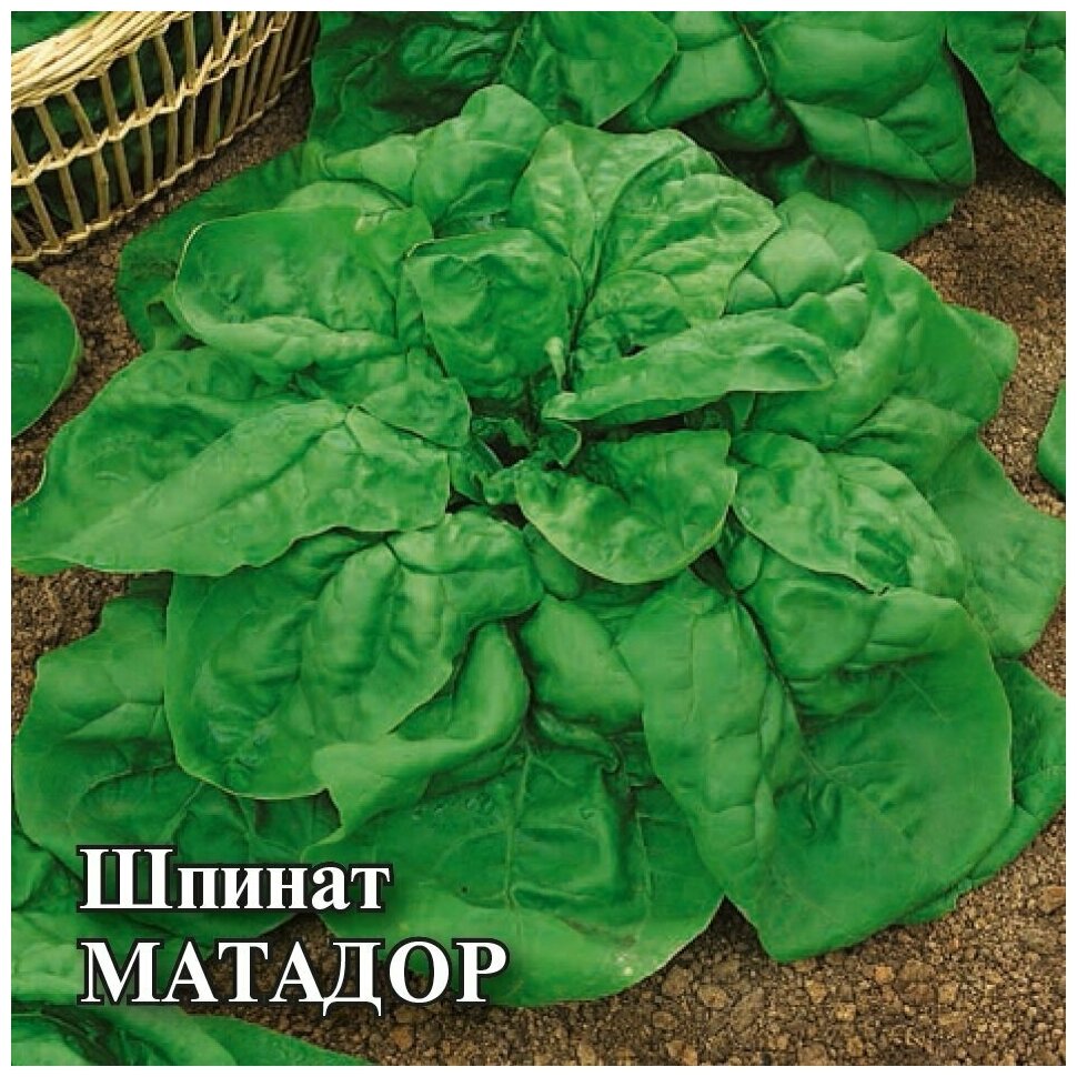 Шпинат Матадор 100,0 г, Гавриш, Семена для фермера