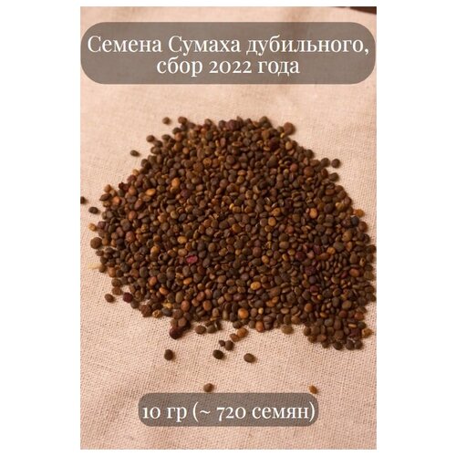 Семена Сумаха дубильного, 10 грамм (примерно 600 шт)