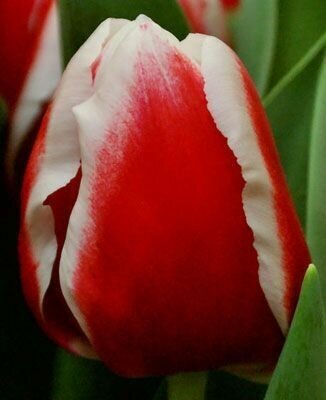 Луковицы тюльпанов OUTFIT 10 штук - фотография № 1