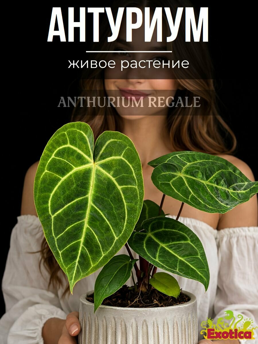 Антуриум Хрустальный, или Антуриум Кристаллинум D6см, живое