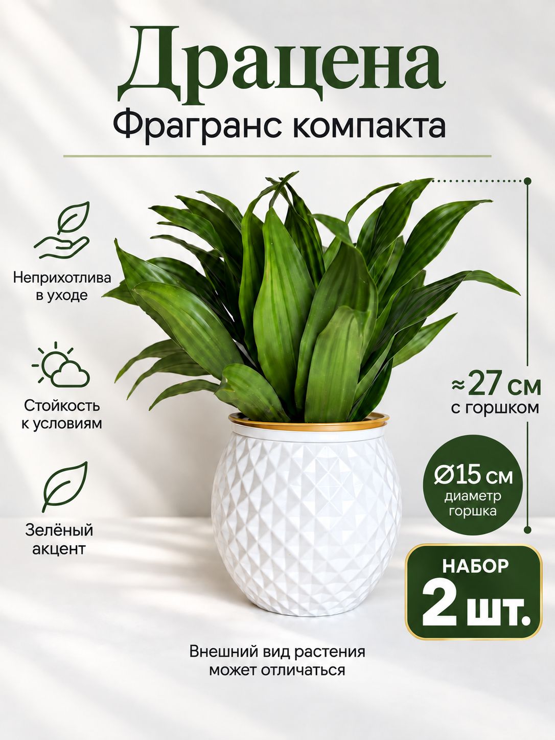 Драцена Компакта живая в горшке с кашпо, комнатное растение, набор 2 шт.