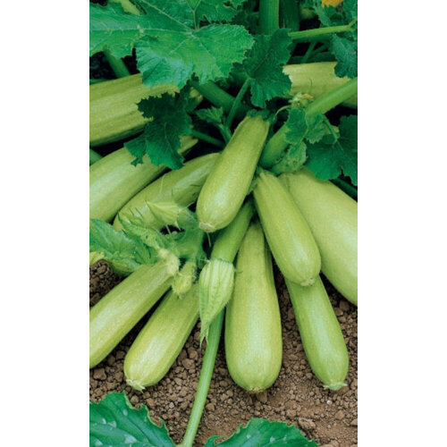 Семена Кабачок Корнишонный - цукини (УД) Е/П