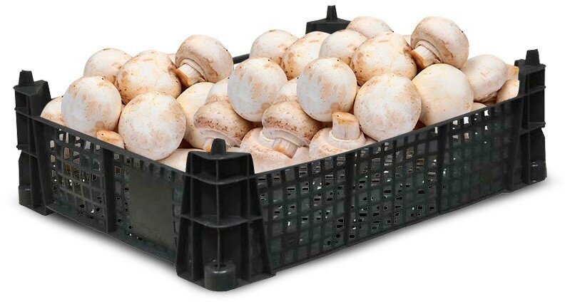 Ящик для грибов шампиньонов 400x300x110_черный арт.101 - фотография № 6