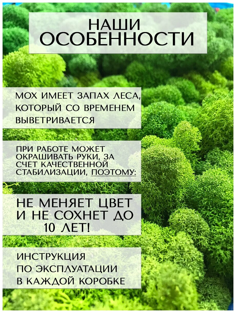 Фитопанель 50*70см из стабилизированного мха ягеля зеленый мох для дизайна интерьера/озеленение, декор для дома - фотография № 13