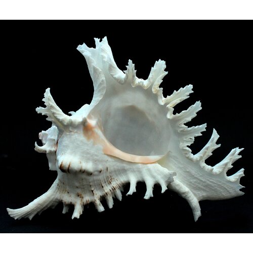 Ракушка морская Чихориус Рамосус, 16 см