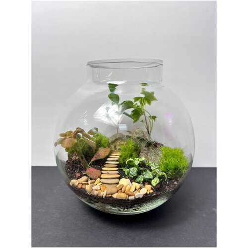 Флорариум Шар закрытая экосистема с живыми растениями и мхом