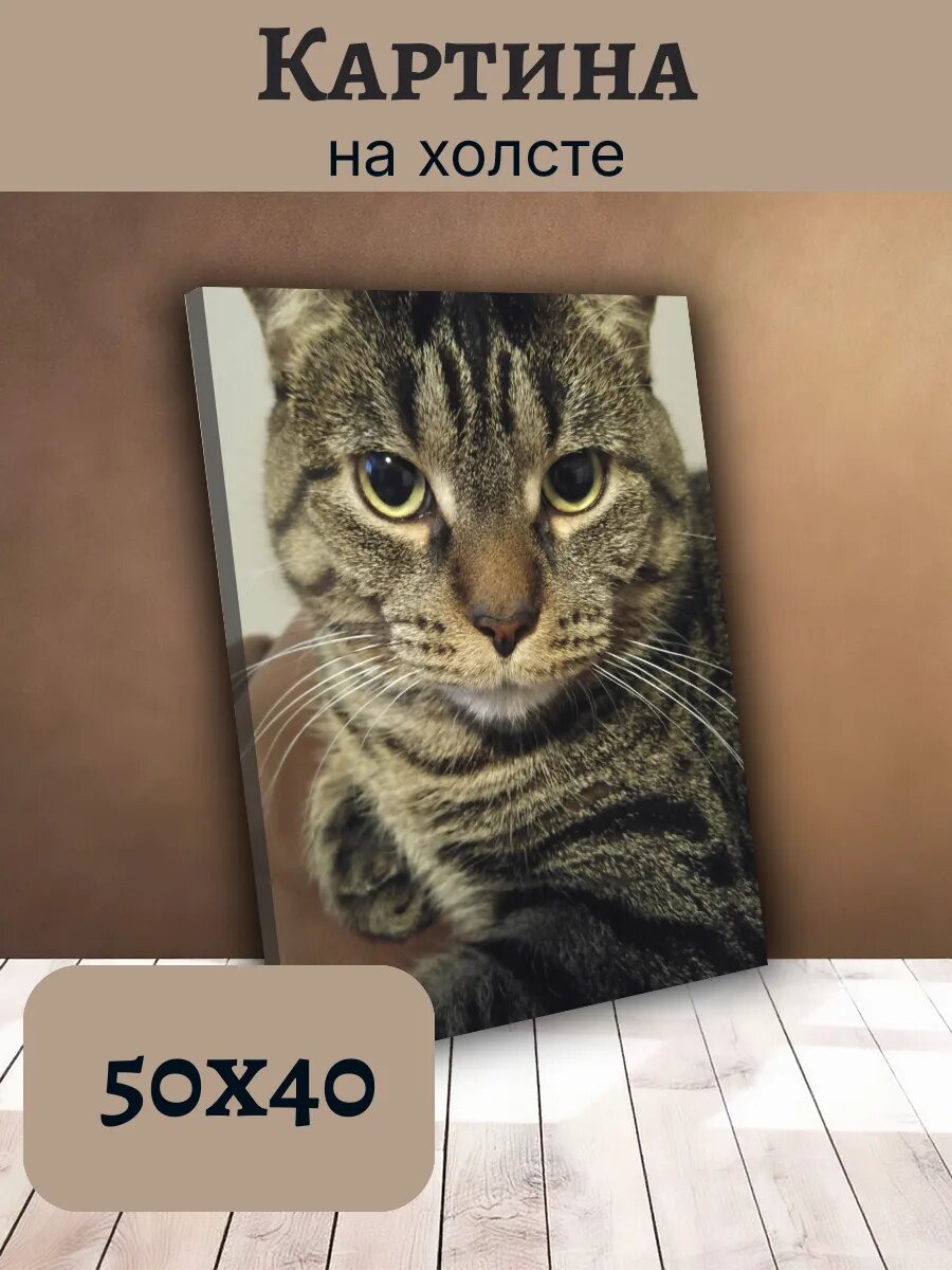 Картина Постер Кот Кошка Cat 40x50 полосатый Табби Животные