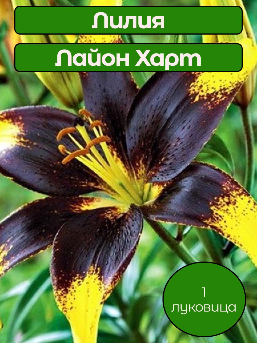 Луковицы Лилии Лайон Харт 1 шт