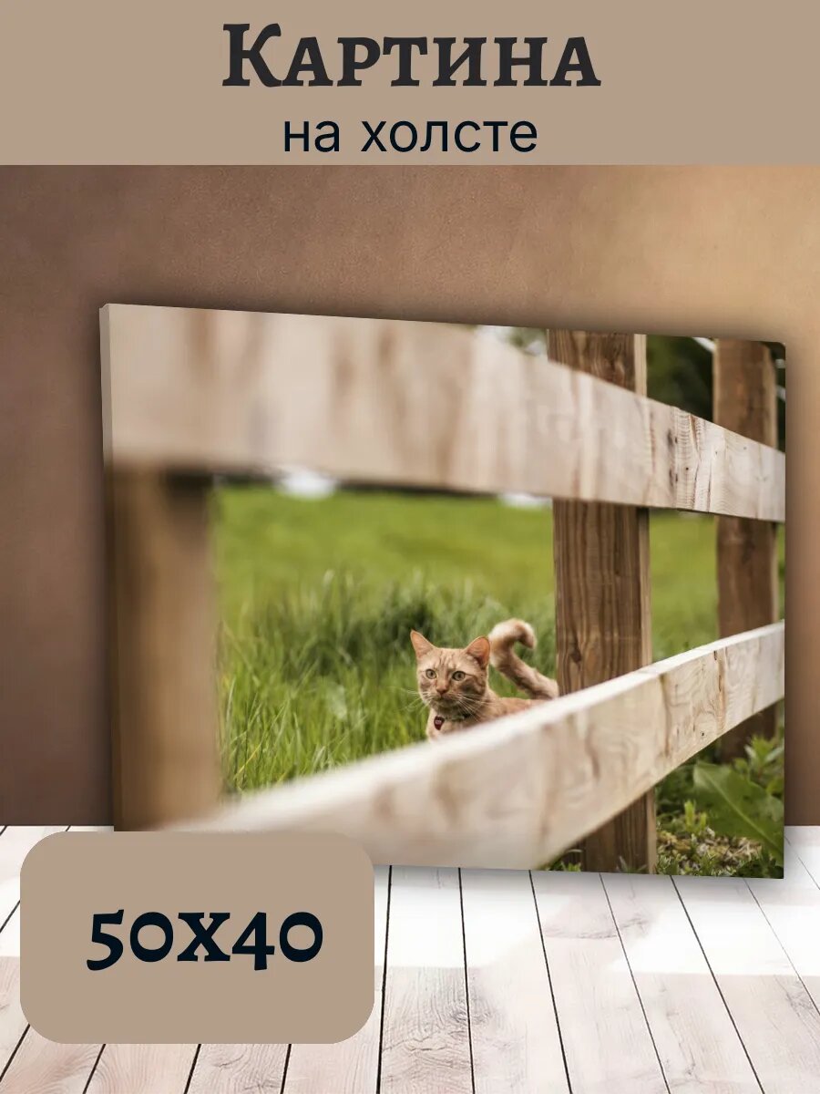 Картина Кот Кошка Cat 40x50 рыжий котенок забор
