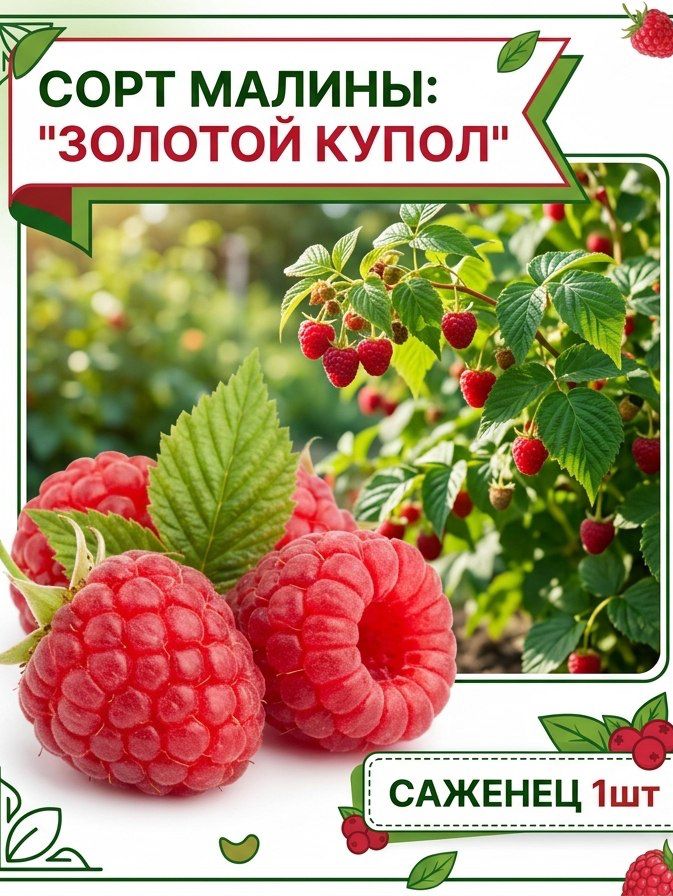 Малина Золотой Купол морозостойкая
