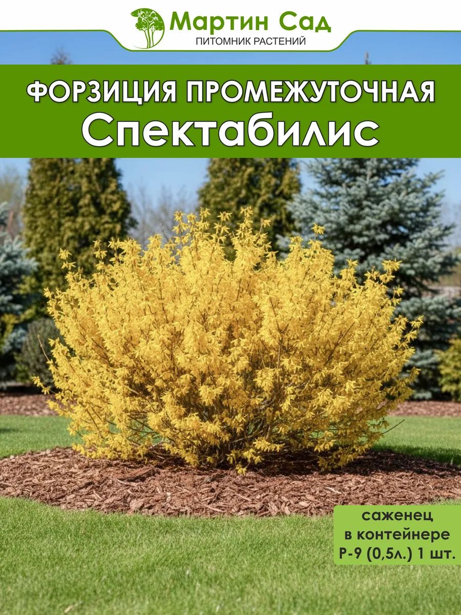 Форзиция промежуточная Спектабилис Р-9