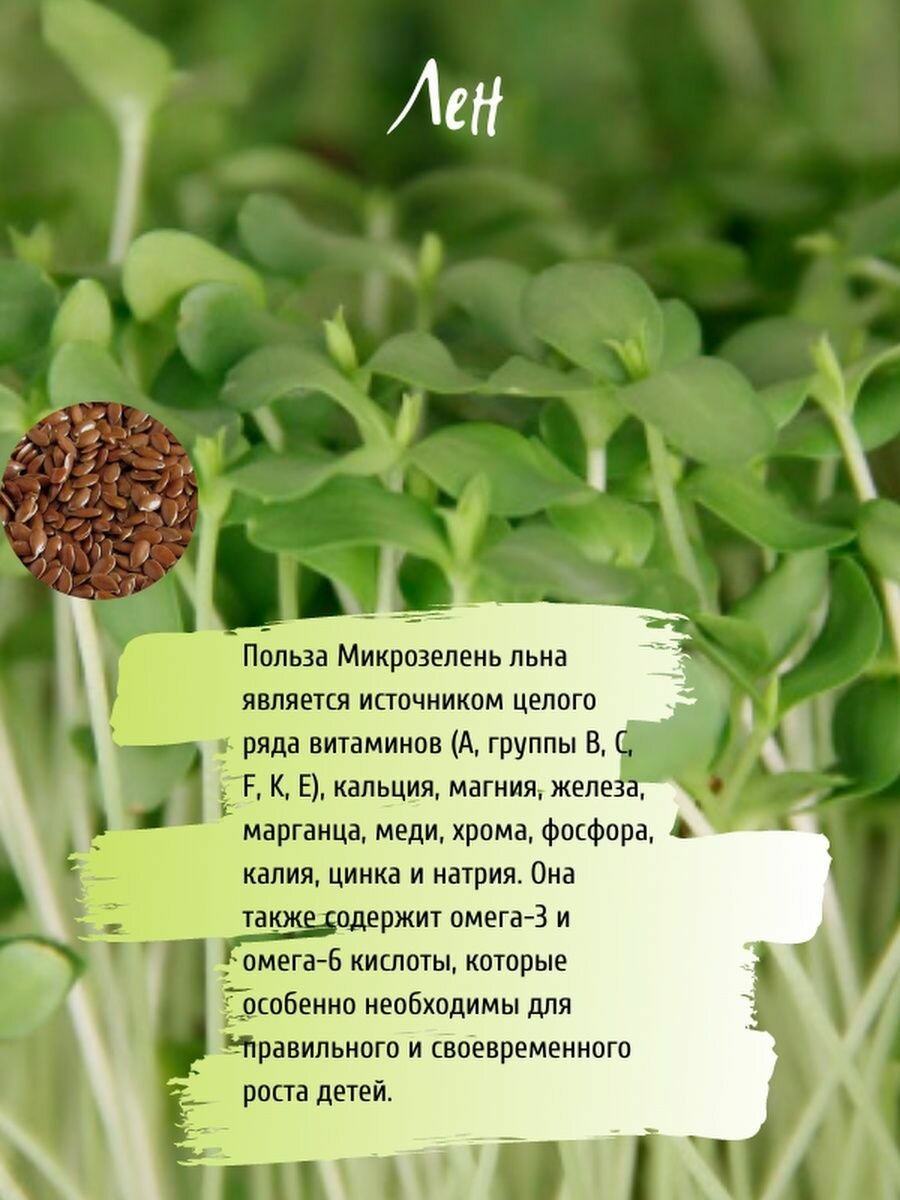 Набор для выращивания микрозелени - фотография № 8